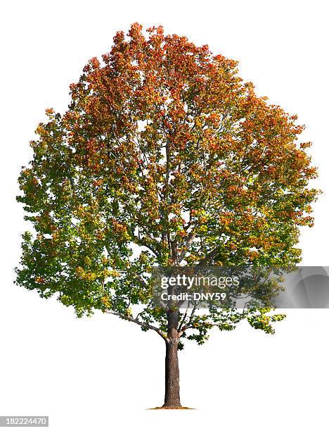 liquid amber tree - sweet gum tree stock pictures, royalty-free photos & images