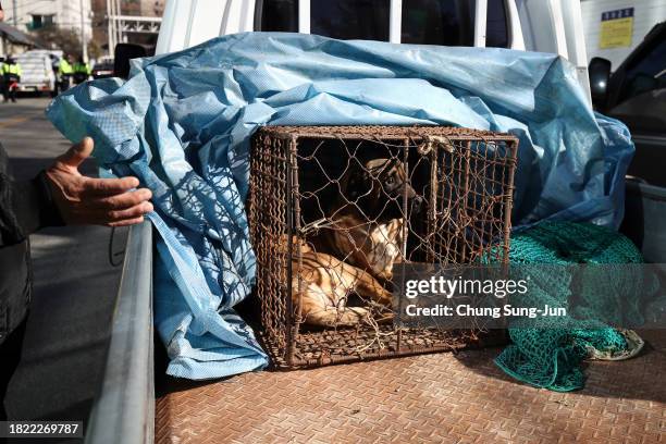 Dog looks out from a cage as police officers block a dog farmer protest, demanding the government scrap plans to pass a bill to enforce a ban on the...