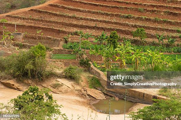 african agriculture - terraced field stockfoto's en -beelden