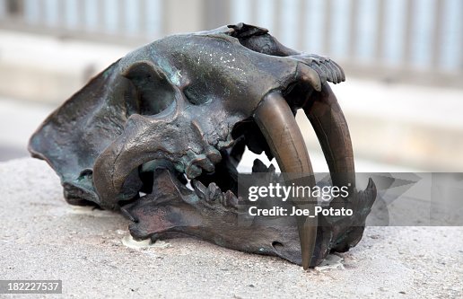 Bronze Skull on Bench Bronze Skull on Bench