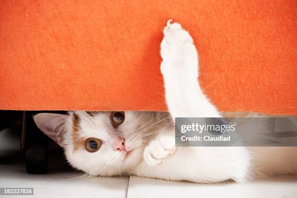 chat se cacher - griffes ou pinces photos et images de collection