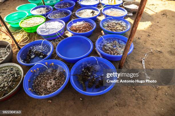 fresh fish and seafood for sale at the fishing port of mui ne, vietnam. - fishing village stock pictures, royalty-free photos & images