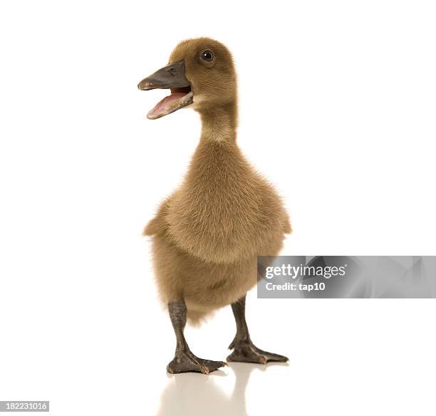 290 Ugly Ducks Stock Photos, High-Res Pictures, and Images - Getty Images