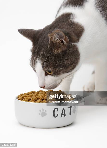 cat eating - cat food stock pictures, royalty-free photos & images