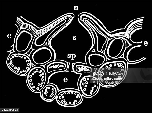 old engraved illustration of epidermis in high magnification - fusto del pelo foto e immagini stock