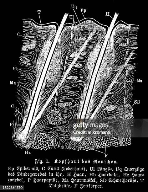 old engraved illustration of cross section through the human head skin with root of hair in high magnification - fusto del pelo foto e immagini stock