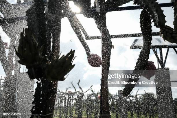 dragon fruit being watered - watering succulent stock pictures, royalty-free photos & images