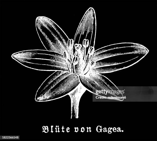 old engraved illustration of botany, gagea flower, a large genus of spring flowers in the lily family - gagea stock pictures, royalty-free photos & images