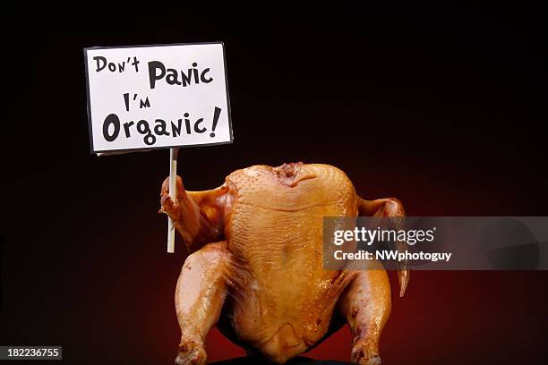 organic turkey protesting - funny rooster stockfoto's en -beelden