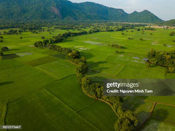 peaceful rice fields, countryside of an giang province, vietnam - palm sugar stockfoto's en -beelden