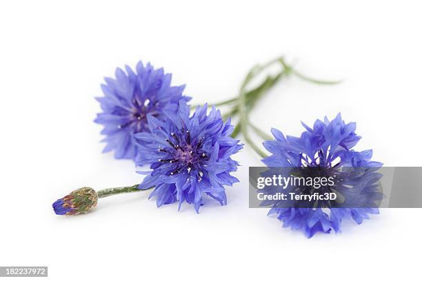 blue cornflower bouquet, wildflowers - meadow flowers stock pictures, royalty-free photos & images