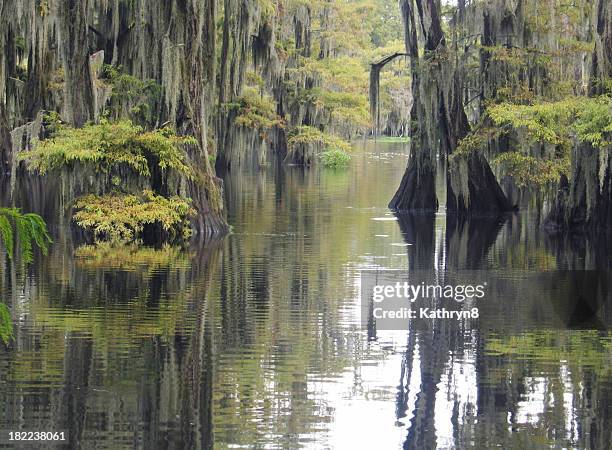 cypress swamp - louisiana stock pictures, royalty-free photos & images