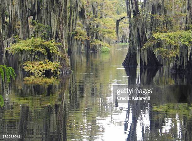 cypress swamp - bald cypress tree stock pictures, royalty-free photos & images