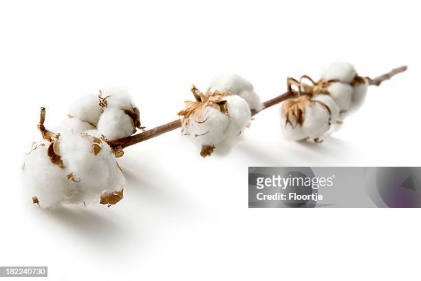 flores: de algodão - planta do algodão imagens e fotografias de stock