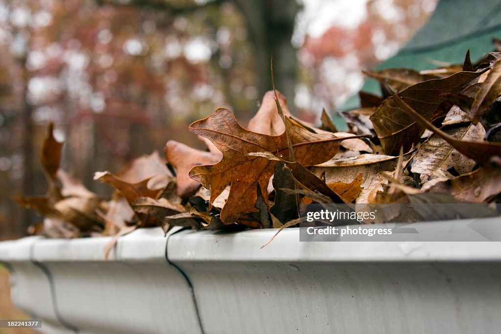 Close-up of dead leaves overflowing a gutter