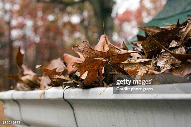 folhas da sarjeta - rain gutter imagens e fotografias de stock