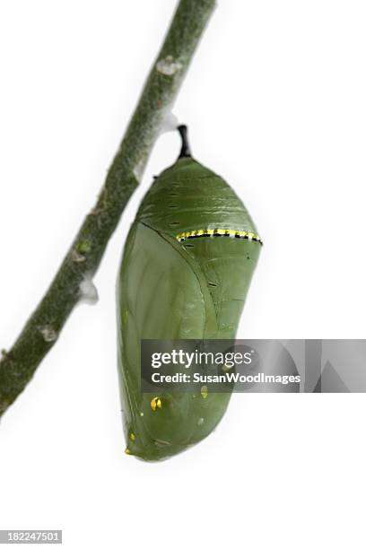 monarch chrysalis - butterfly isolated stock pictures, royalty-free photos & images