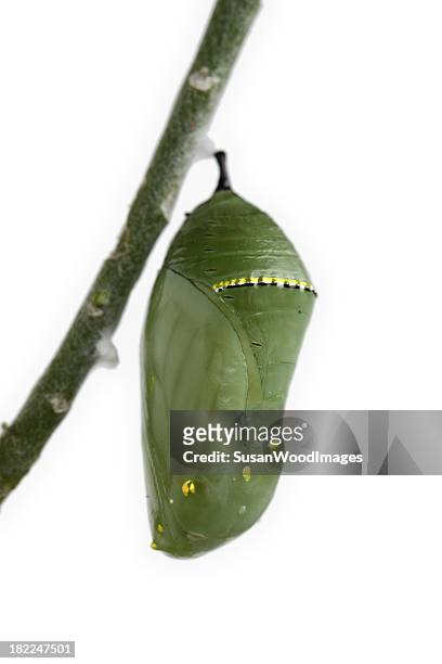 monarch chrysalis - cocoon 個照片及圖片檔
