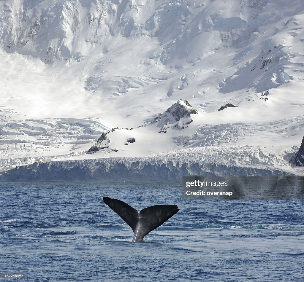 Glacier and Whale