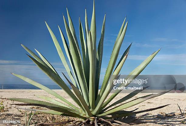 agave - tequila foto e immagini stock