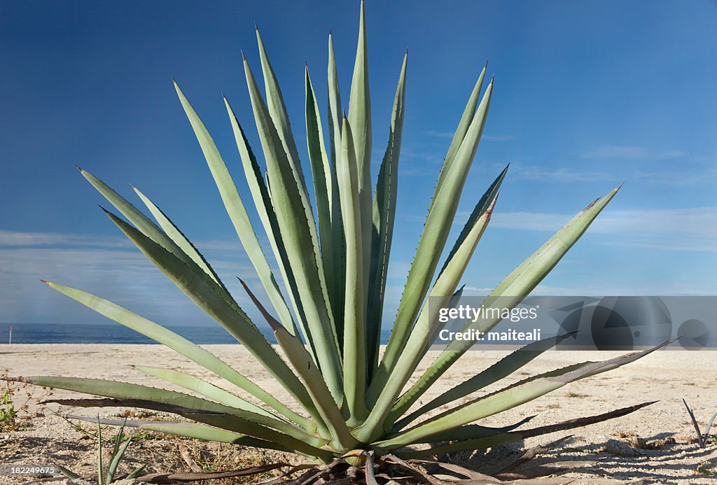 Close-up of an agave plant in the desert