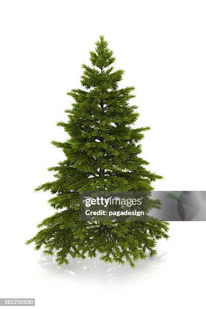 albero di natale - abete foto e immagini stock