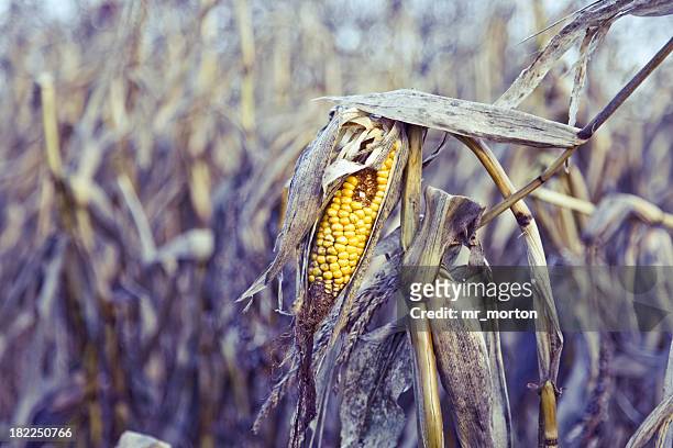 close up of a rotten corn in the middle - gewas stockfoto's en -beelden