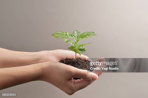 woman's hands holds small green plant seedling - holle handen stockfoto's en -beelden