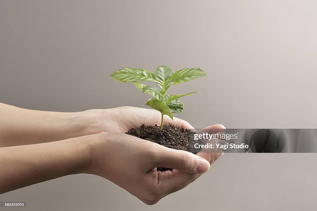 Woman's hands holds small green plant seedling