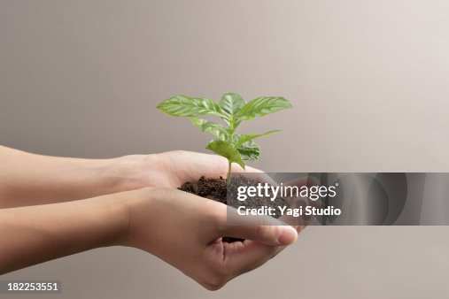 Woman's hands holds small green plant seedling Woman's hands holds small green plant seedling