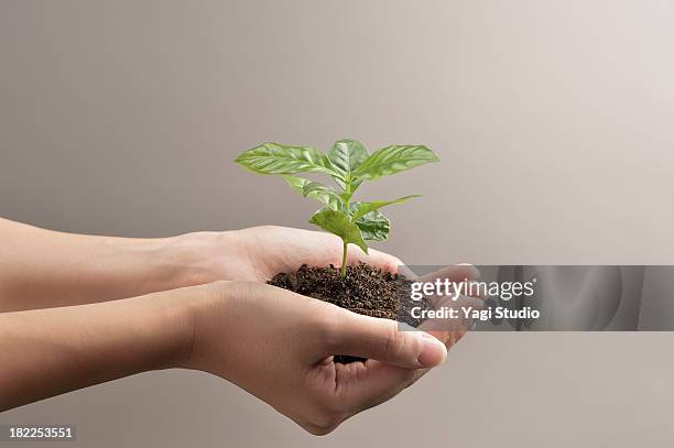 woman's hands holds small green plant seedling - miljö bildbanksfoton och bilder