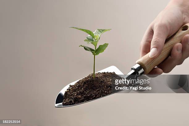 scoop and small green plant seedling - troffel stockfoto's en -beelden