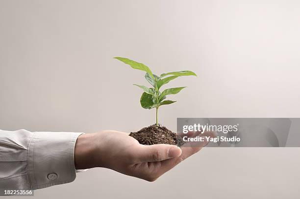 man's hands holds small green plant seedling - seedling stock pictures, royalty-free photos & images