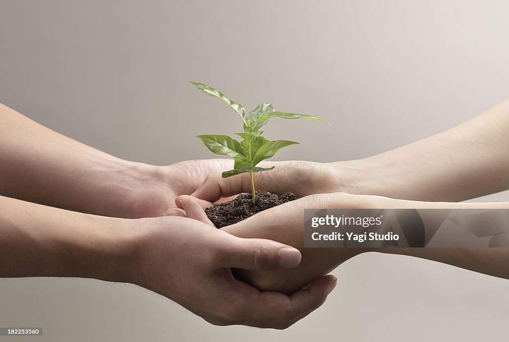 Woman and man hands holds small green plant seedli