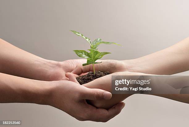 woman and man hands holds small green plant seedli - hohle hände stock-fotos und bilder