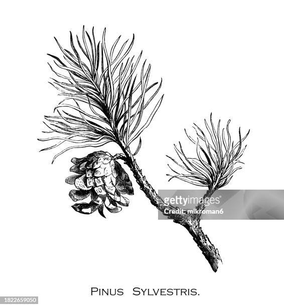 old engraved illustration of botany, the scots pine, scotch pine or baltic pine (pinus sylvestris) - longitude stock pictures, royalty-free photos & images