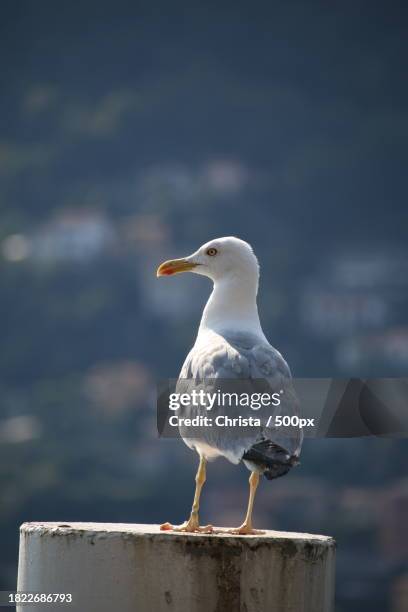 close-up of seagull perching on wooden post - christa stock pictures, royalty-free photos & images