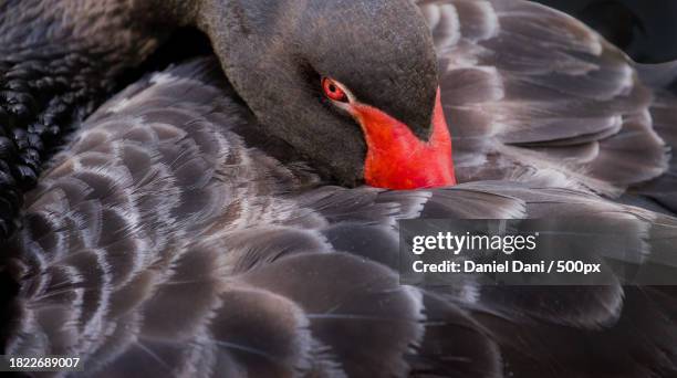 close-up of black swan - black swans stock pictures, royalty-free photos & images