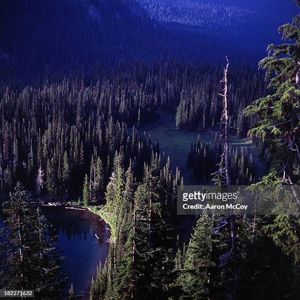alpine trees - korktanne stock-fotos und bilder