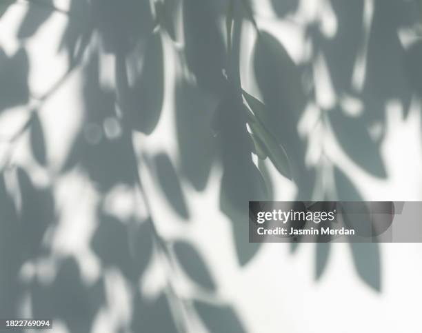 close up of shadows of thin tree branches with leaves on a white wall - blak and white leaves fotografías e imágenes de stock