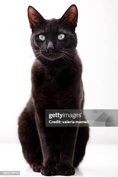 elegant black cat - ojos verdes fotografías e imágenes de stock