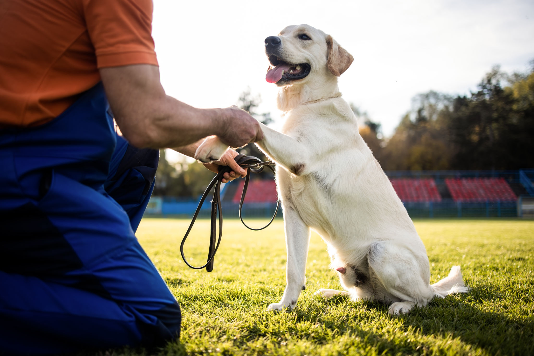 dog training session