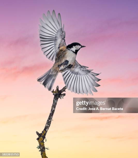 close-up of tannenmeise (periparus ater) coal tit, in flight over a sky at sunset. - chickadee stockfoto's en -beelden