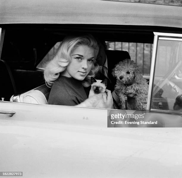 Actress Diana Dors with her Siamese kitten and Cavapoo dog, looks out of a car window parked outside West London Magistrates Court, London, December...