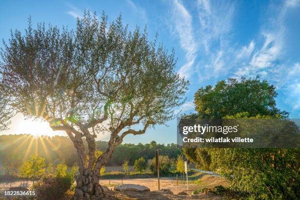 olives  tree at sunrise. - grove stock pictures, royalty-free photos & images