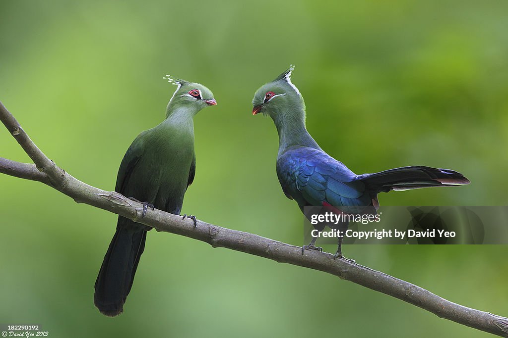 Livingston's Turaco_0888