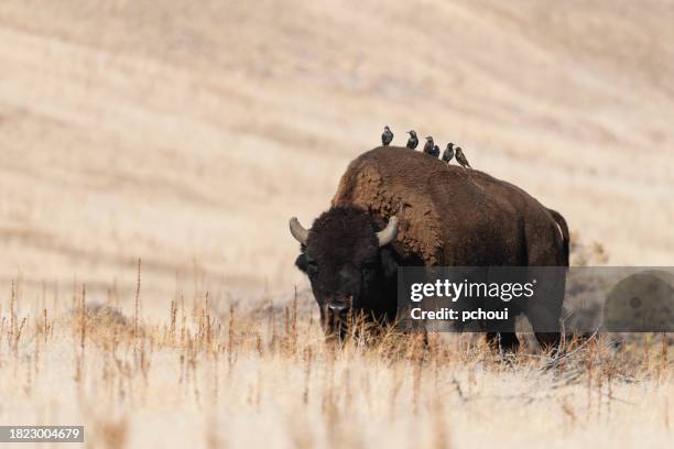 amerikanischer bison, büffel, großes männchen mit vögeln - bedrohte tierart stock-fotos und bilder