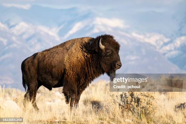 american bison, buffalo, big male - ilha de antelope imagens e fotografias de stock