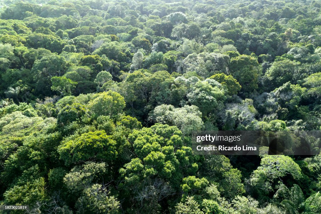 Treetops Of The Amazon Rainforest Seen From Above - Brazil