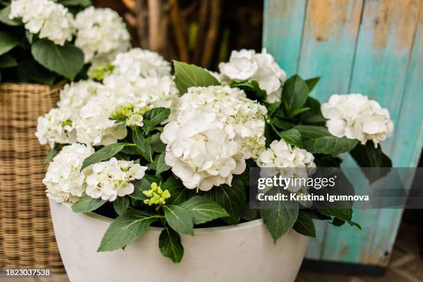 potted plant and flowers white hydrangea in a pot in front of the shop. floral decoration - hydrangea lifestyle stockfoto's en -beelden